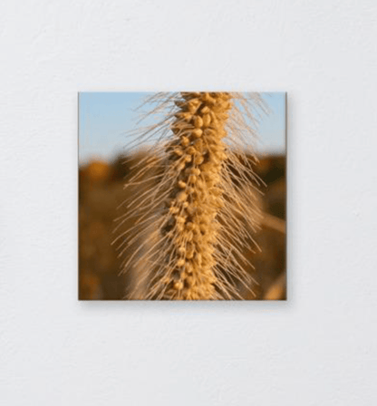 wheat- on canvas - the wheaten store