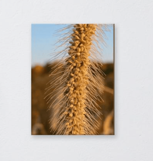 wheat picture on canvas