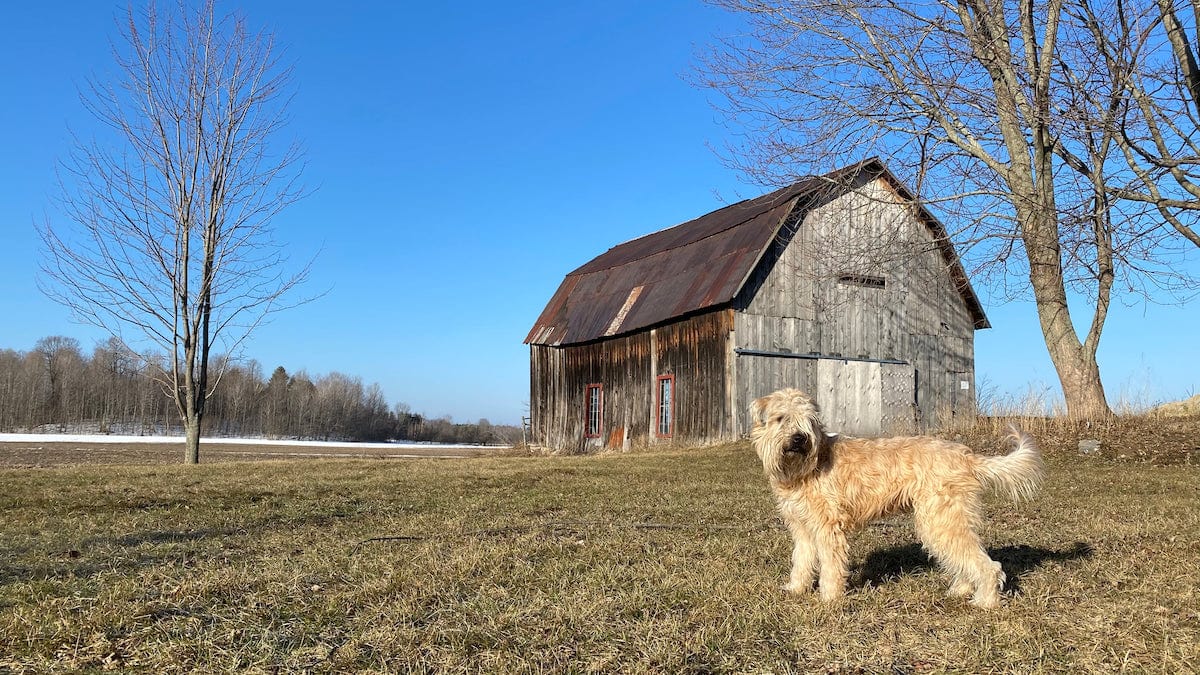 Wheaten terrier at the barn on canvas = the wheaten store