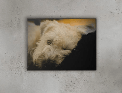 Wheaten Canvas