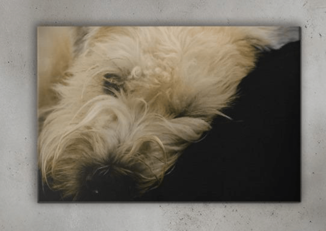 Sleepy wheaten puppy on black cushion