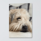 wheaten terrier cute face on canvas - the wheaten store