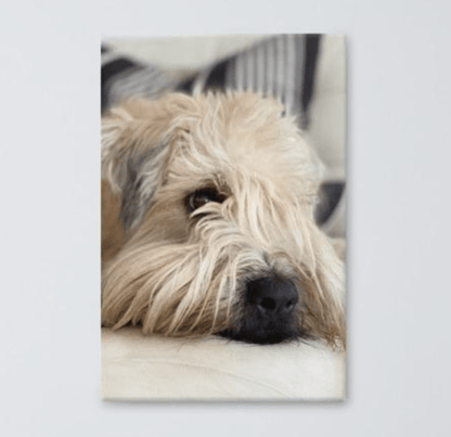 wheaten terrier cute face on canvas - the wheaten store