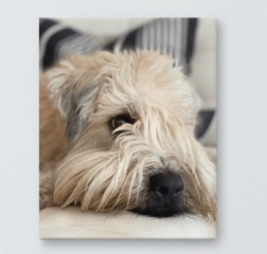 wheaten terrier cute face on canvas - the wheaten store