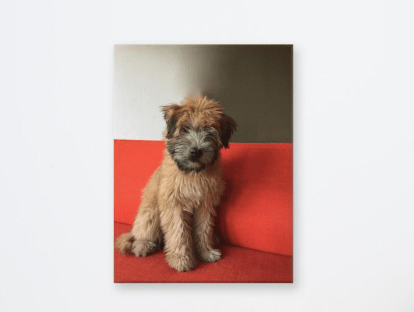 Wheaten Puppy Canvas