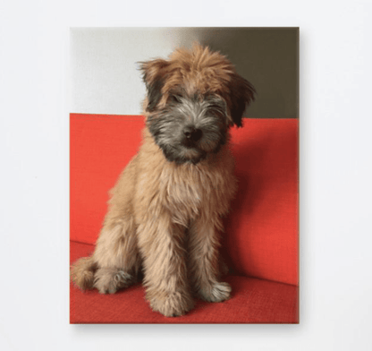 Wheaten Puppy Canvas